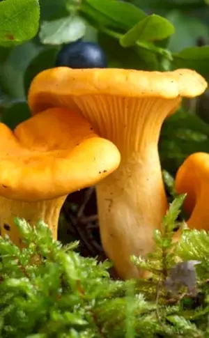 Chanterelle velvety