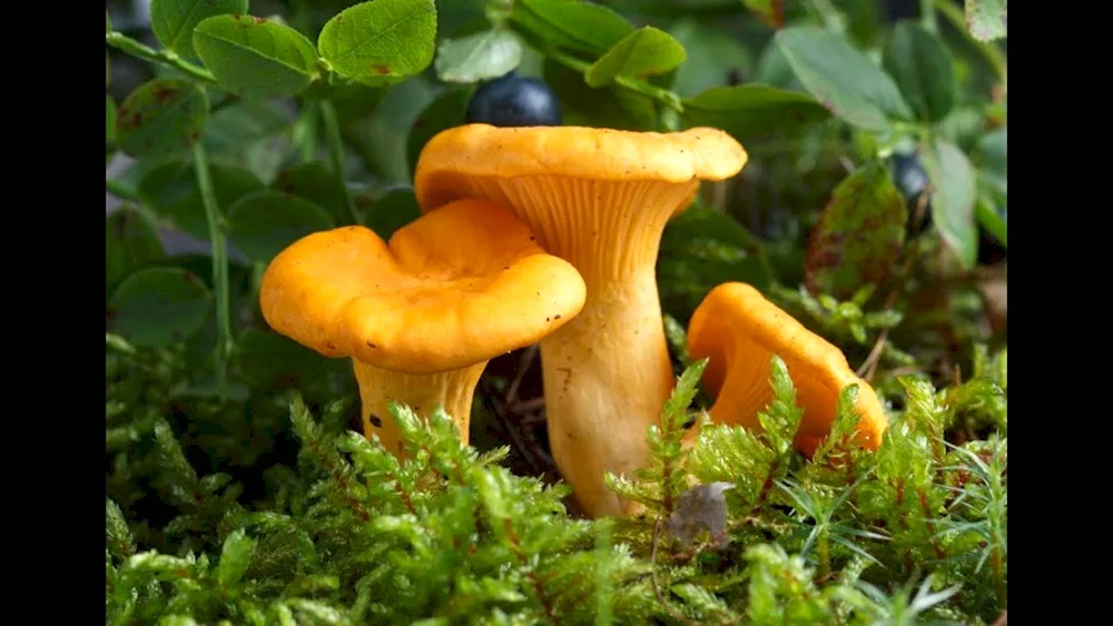 Chanterelle velvety