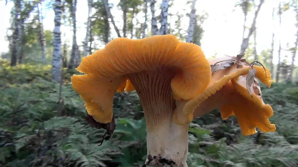 Crimean chanterelle mushroom