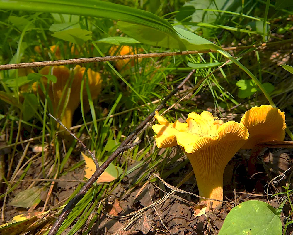 Crimean chanterelle mushroom