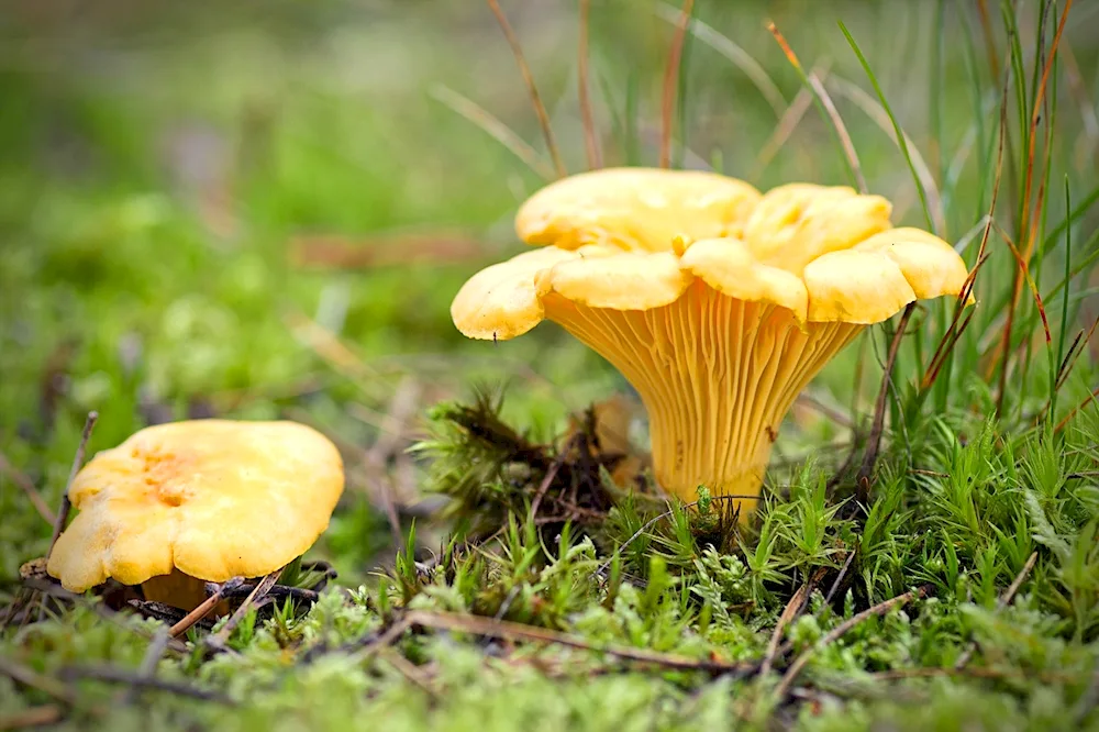 Common chanterelle mushroom