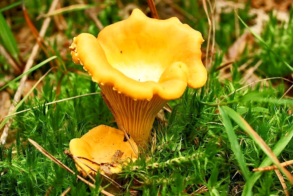 Crimean chanterelle mushroom