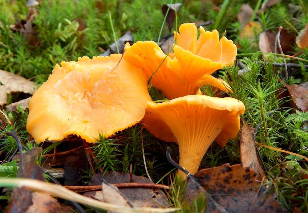 edible chanterelle mushroom