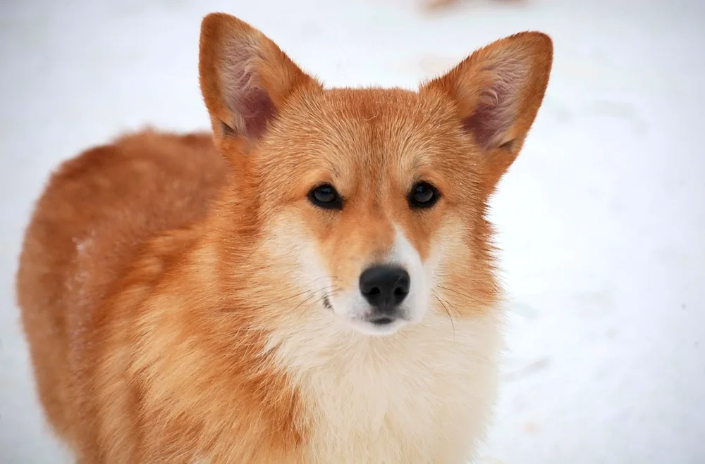 Akita inu