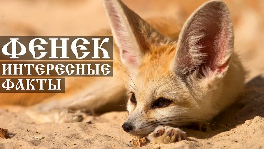 Fox fenech