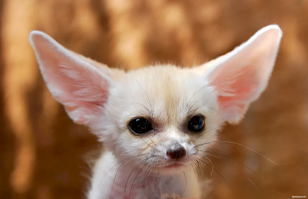 Fennec foxes