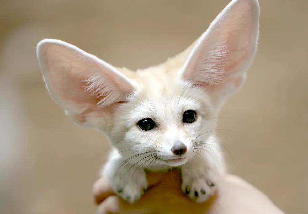 Fennec foxes