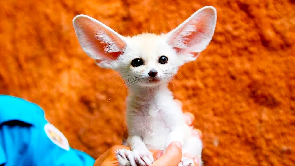 Fennec foxes