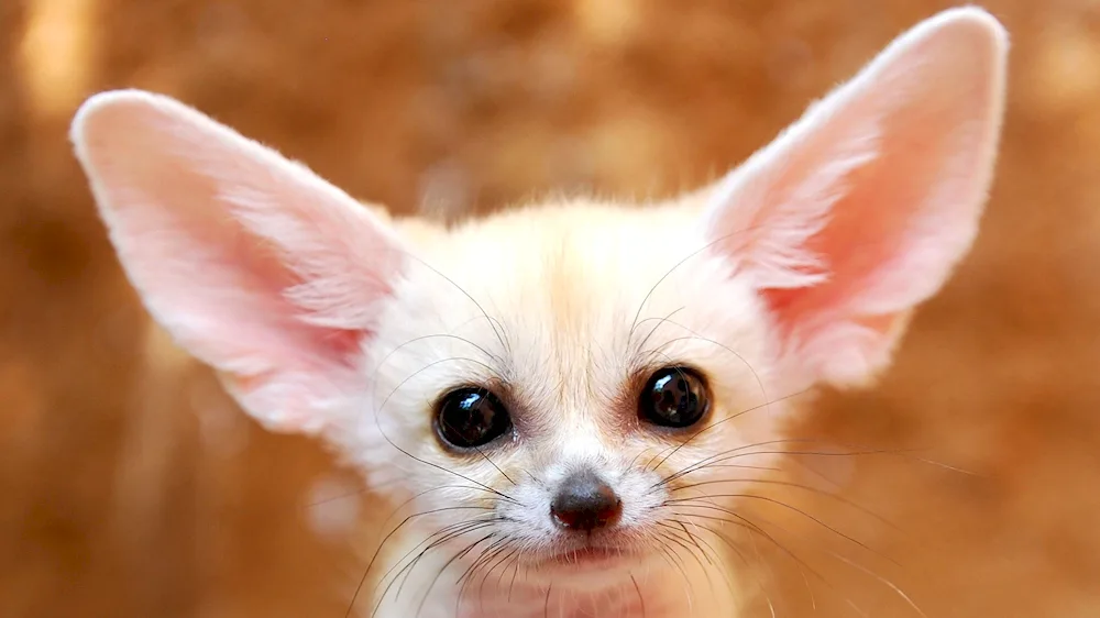 Fennec foxes