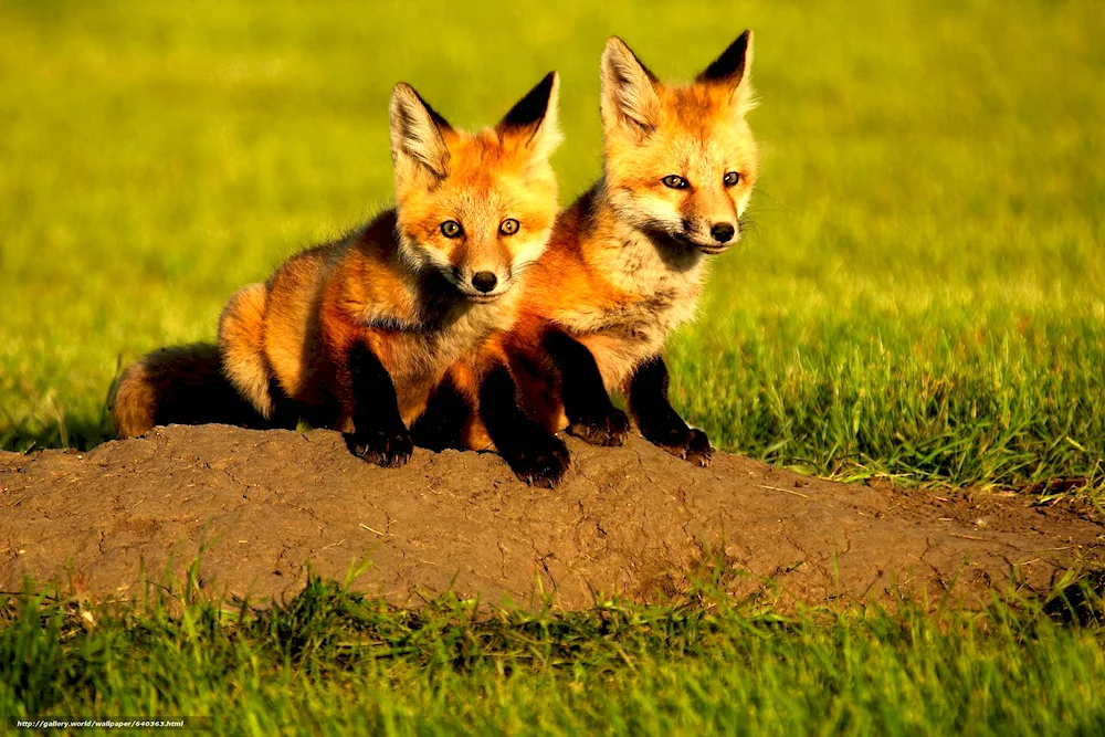 Fox animals