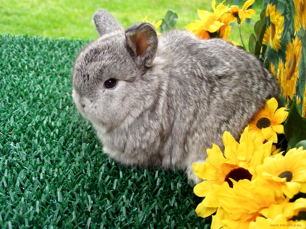 Soviet chinchilla rabbit. Chinchilla rabbit