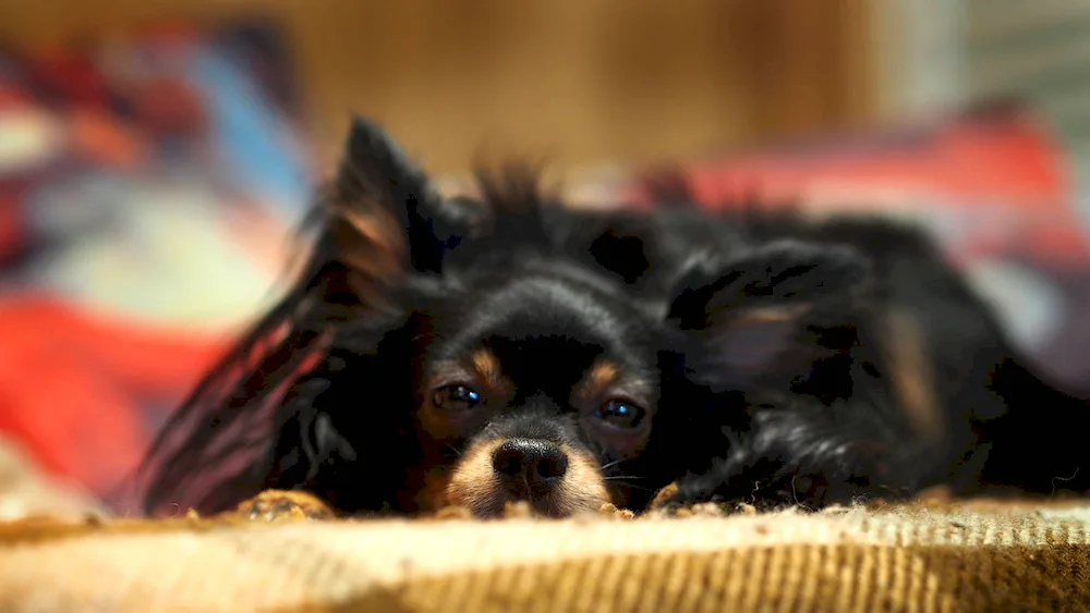 Lice pinscher long-haired