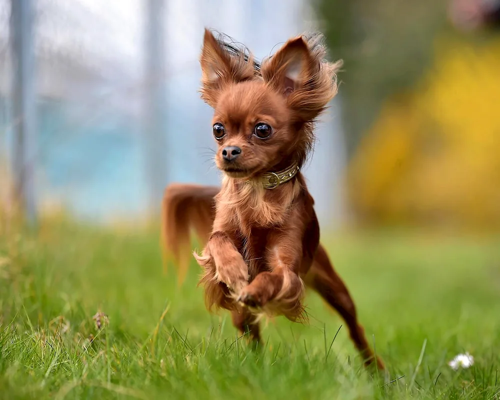 Lice pinscher long-haired