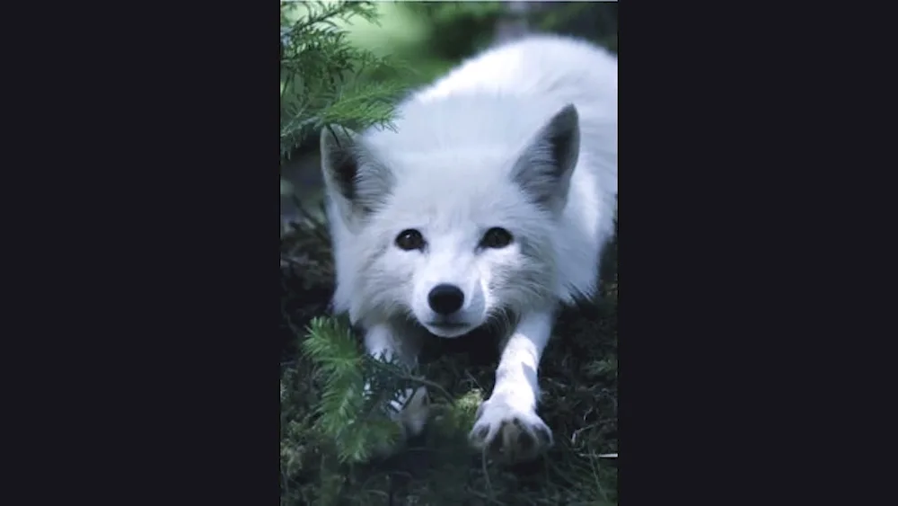 White fox