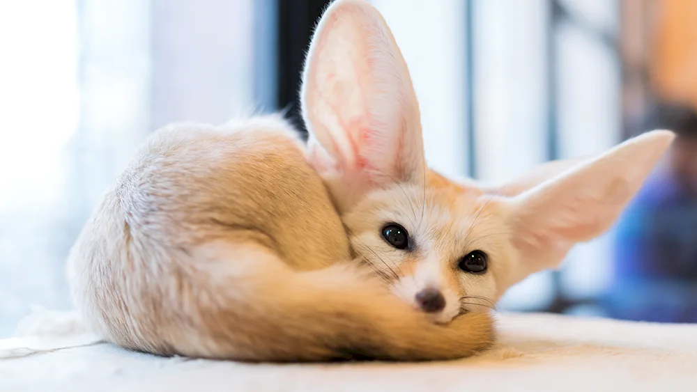 Fennec fox dog breed