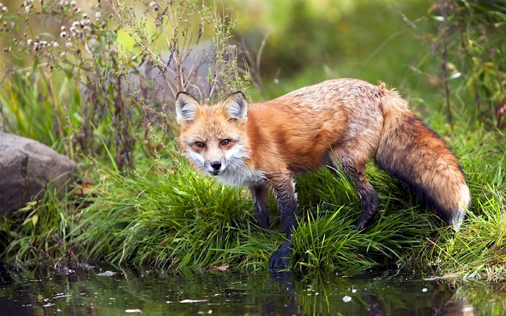 Fox in the taiga