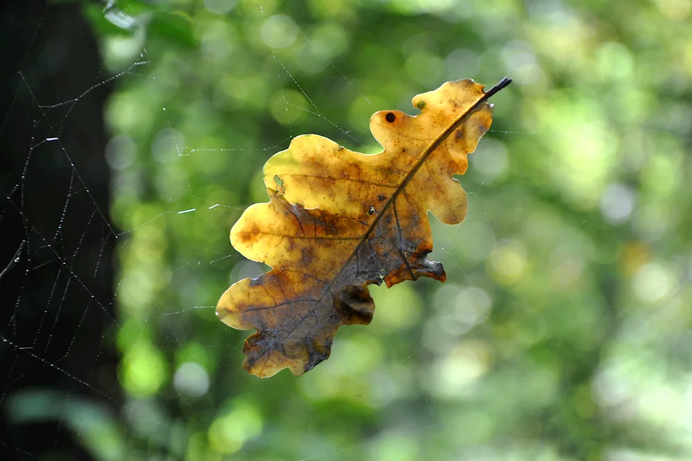 Oak leaf