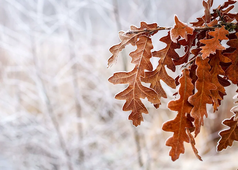 Oak leaf