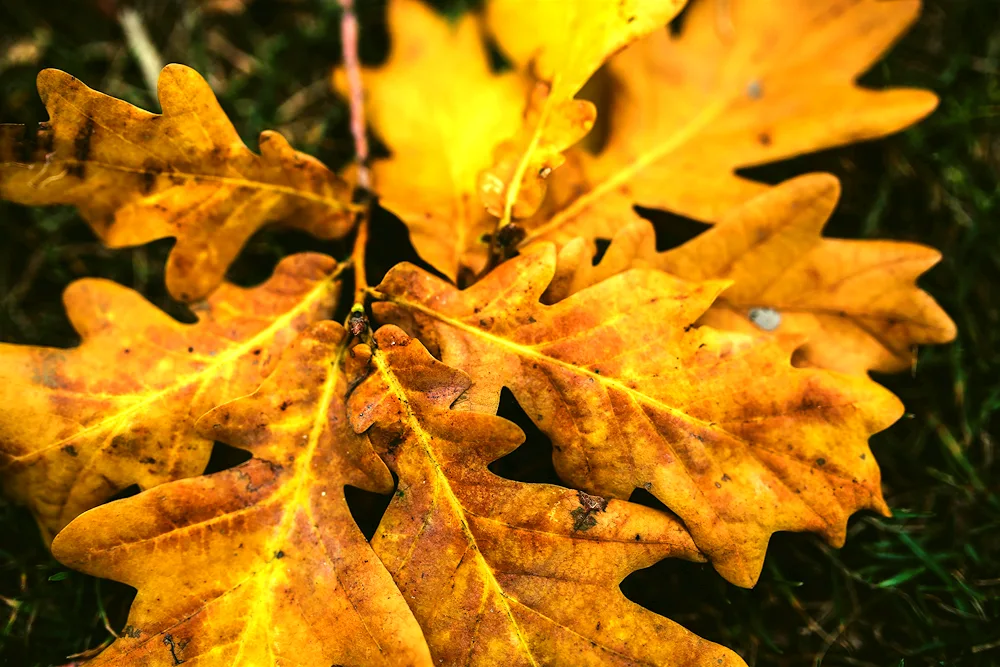 Oak leaf in autumn