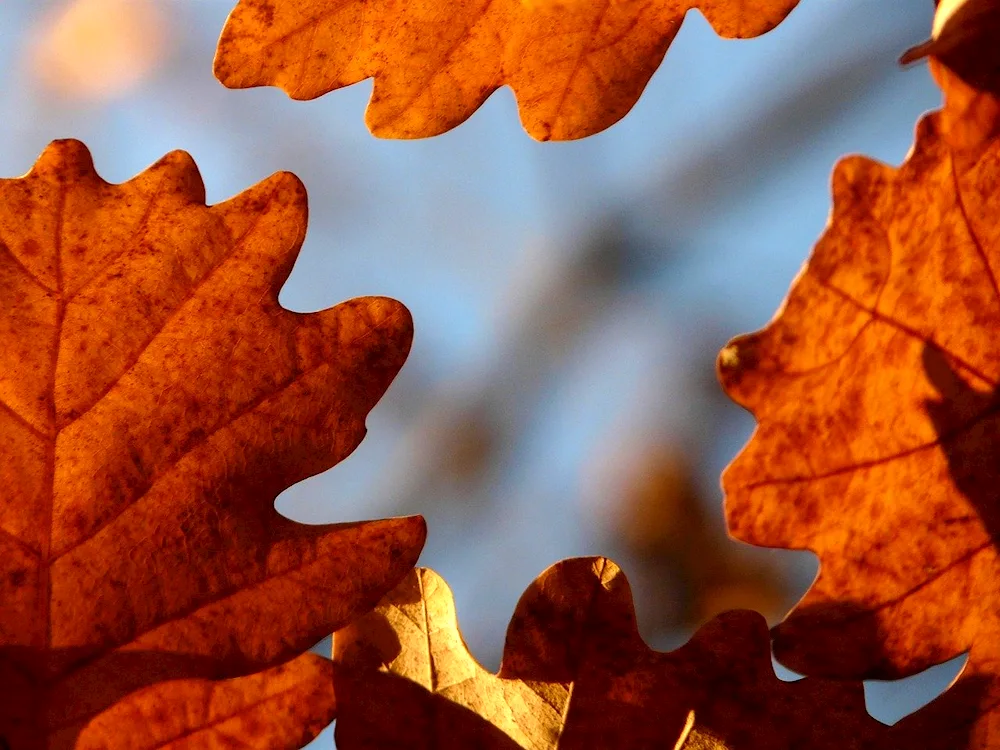 Oak leaf in autumn