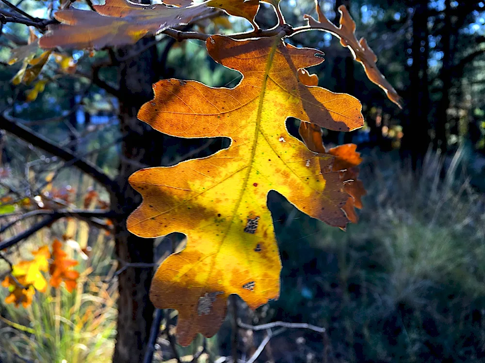 Autumn oak leaf