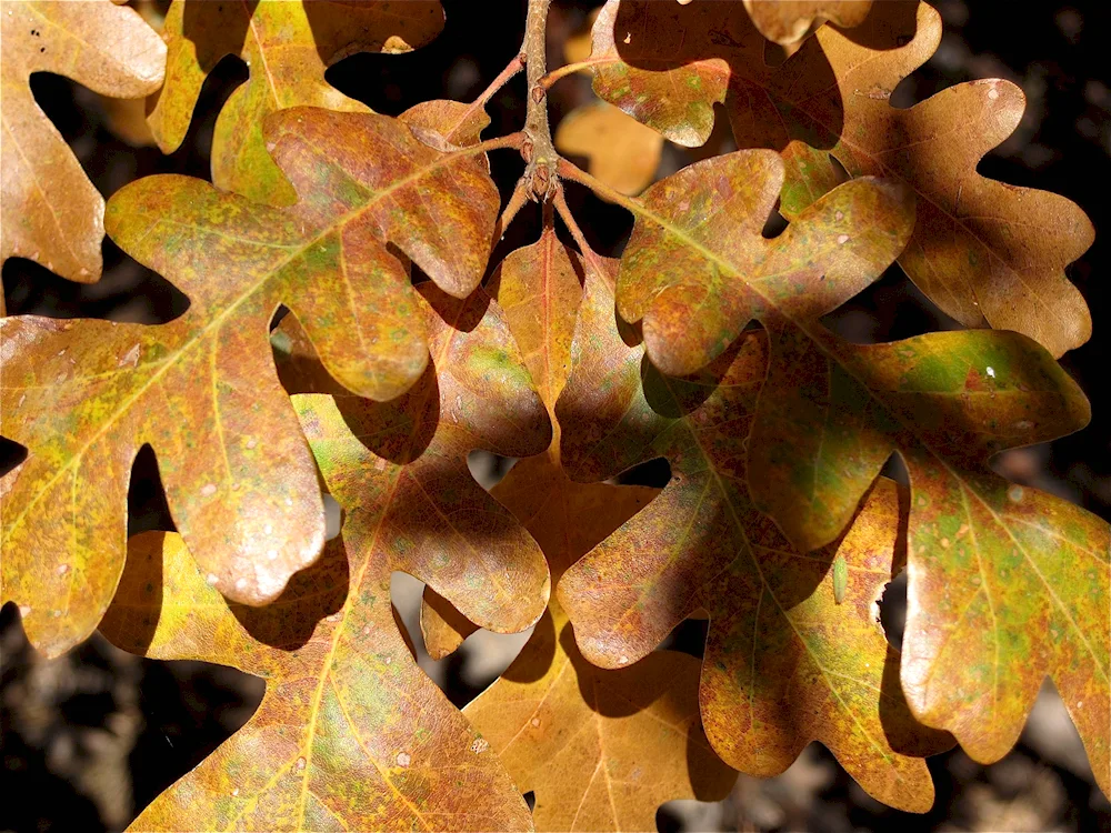 Autumn oak leaf