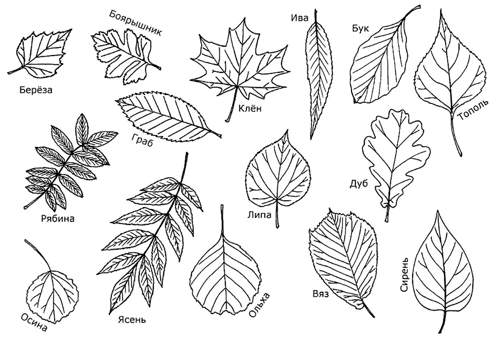 A ash leaf drawing