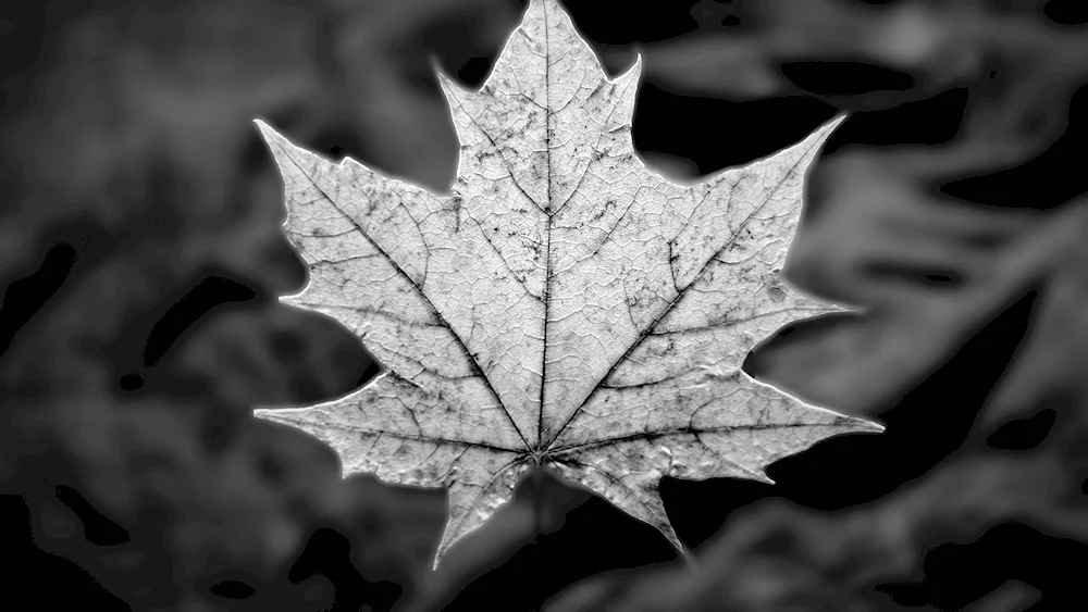 Maple leaf