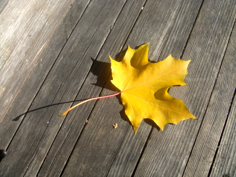 Maple leaf