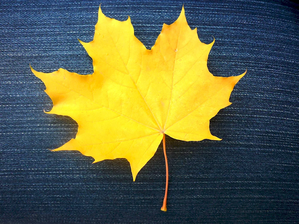 Maple leaf