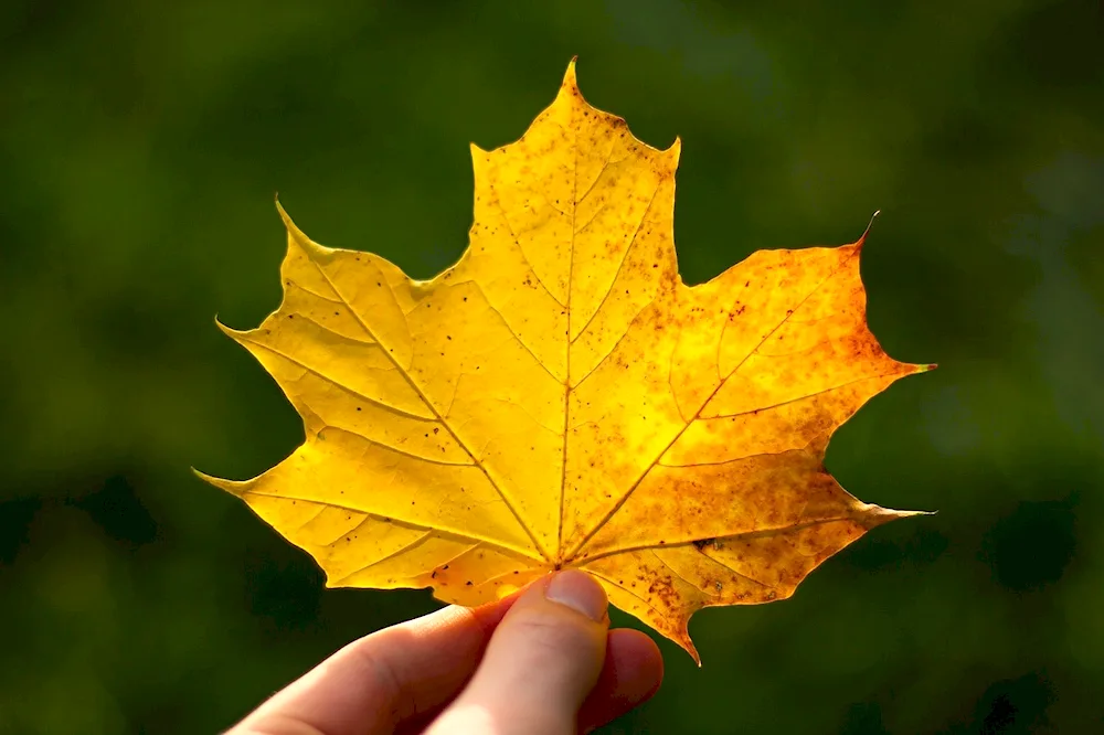 Maple leaf