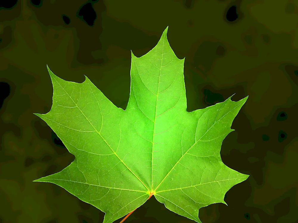 Leaf maple leaf