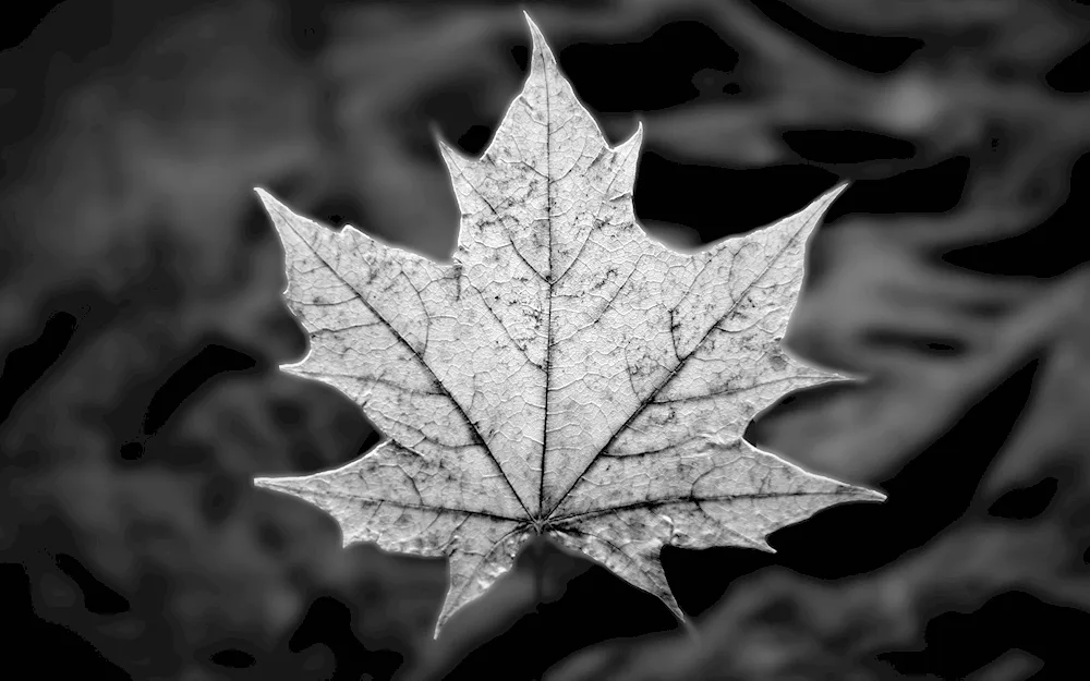 Maple leaf