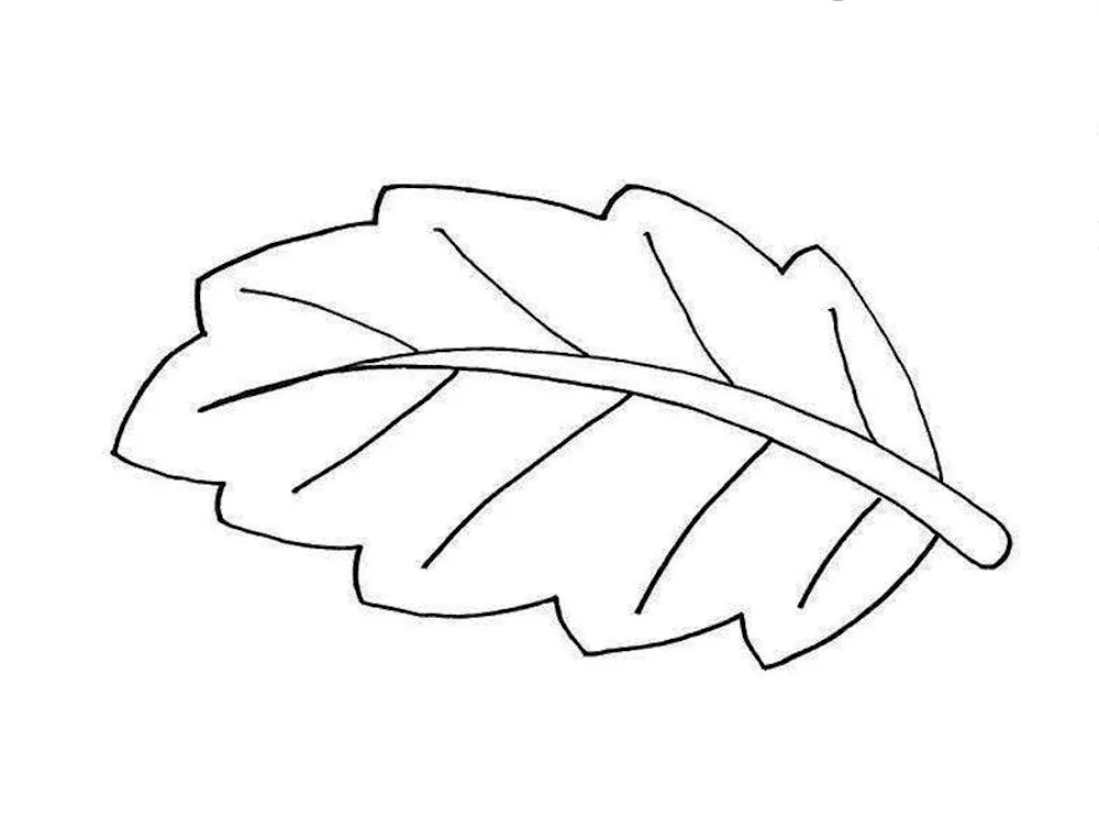 Birch leaf colouring