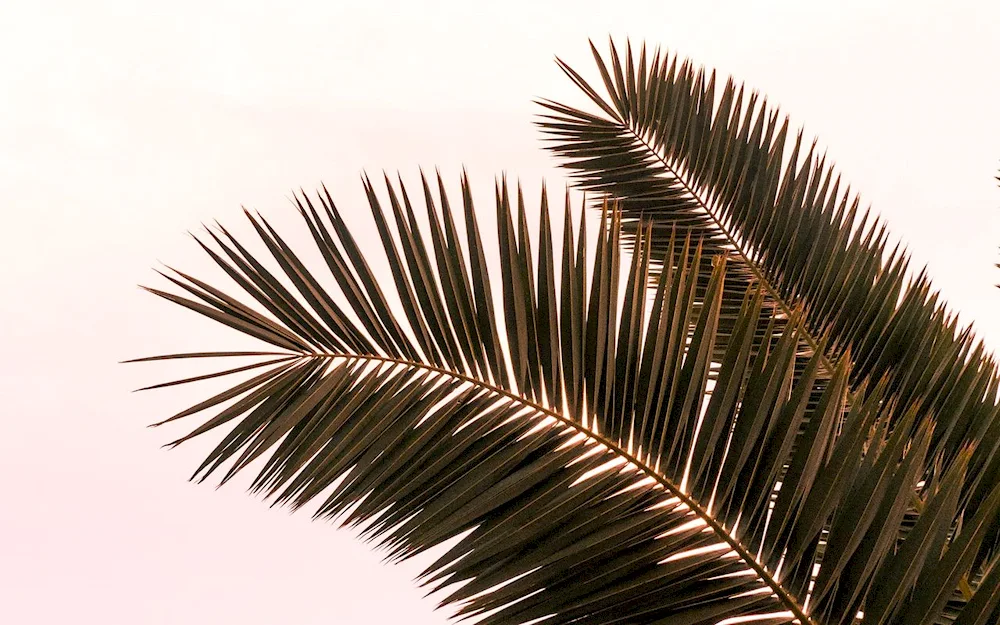 Palma palm