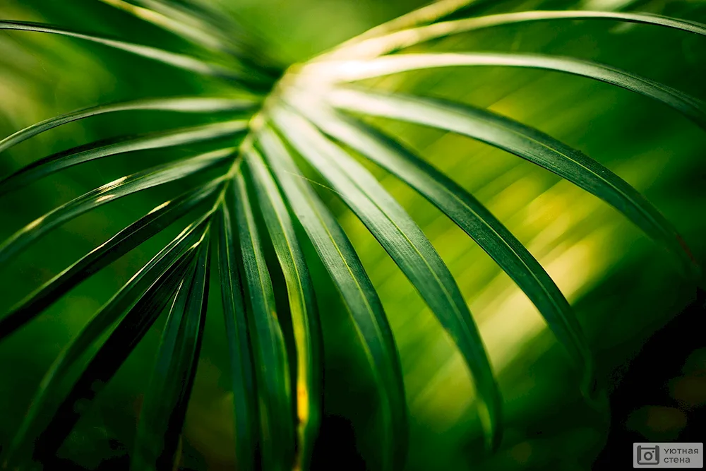 Palm leaf