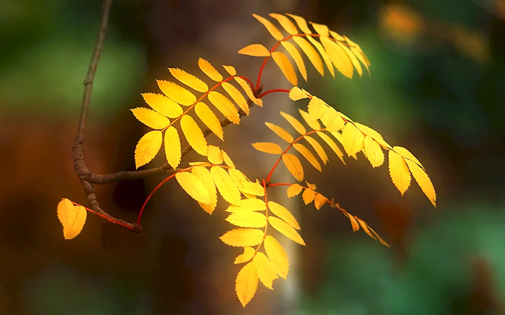 Autumn tree