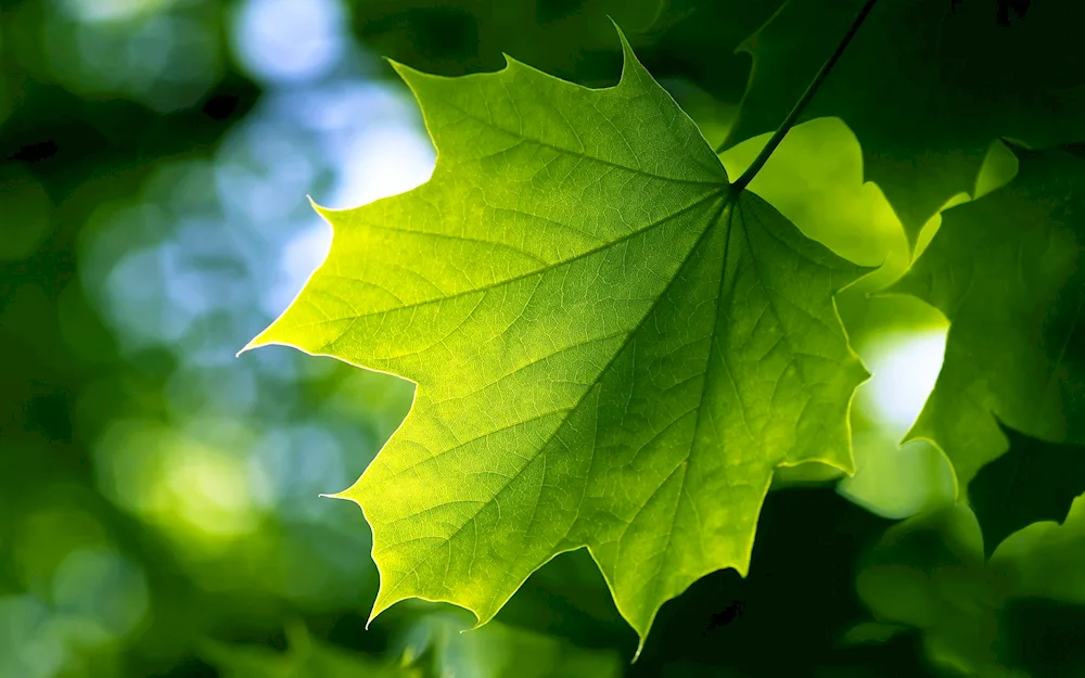 Lovely leaves