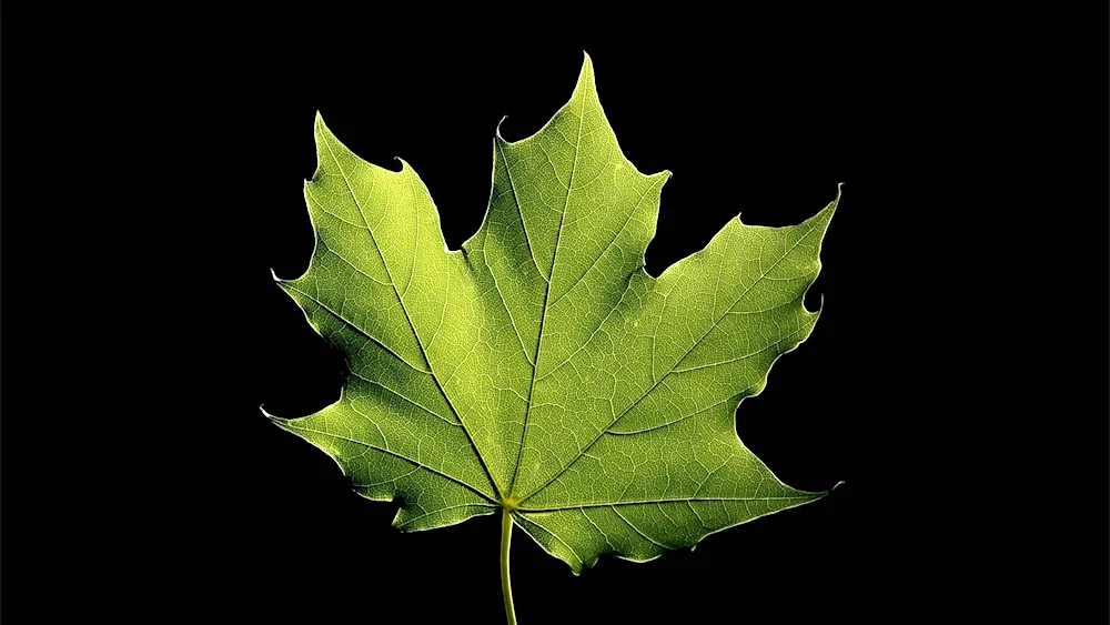 Maple leaf