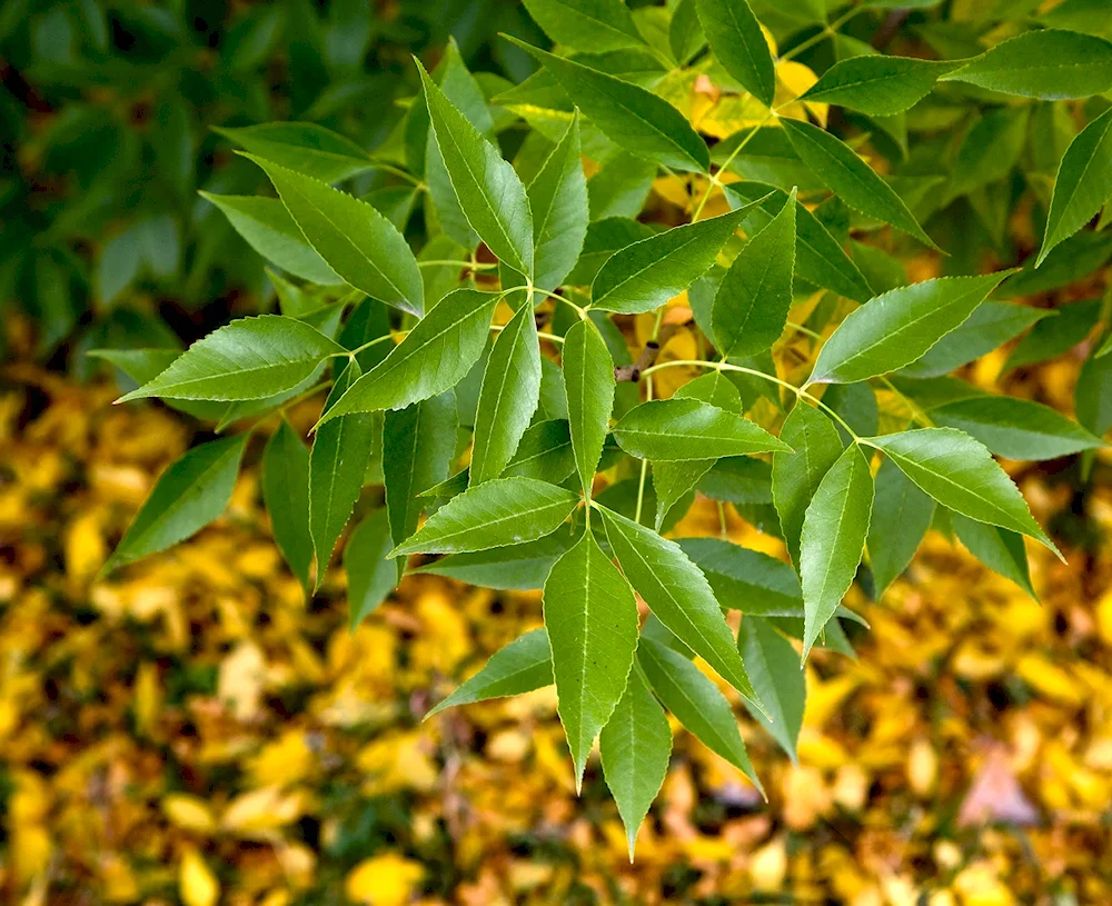 Ash tree leaves photo