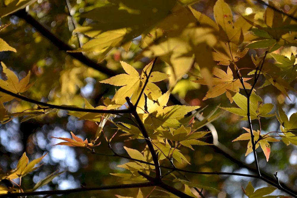 Autumn ash tree leaves