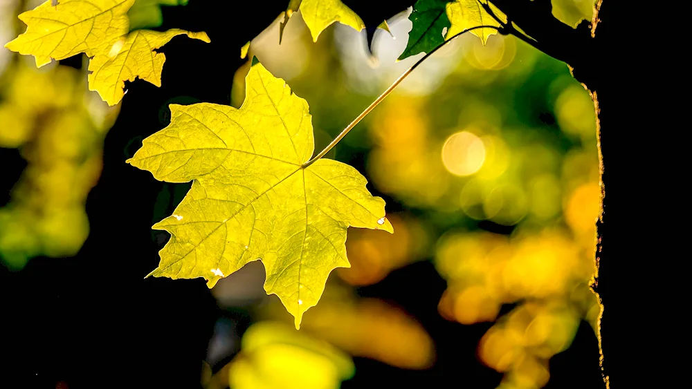 Leaves Ash tree leaves in autumn