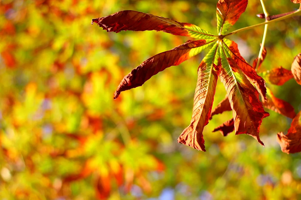 Coloured leaves