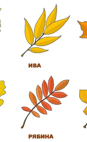 Leaves of different trees