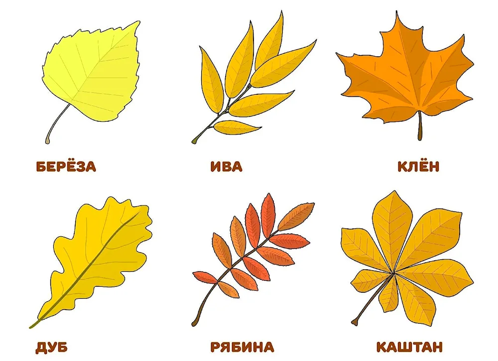 Leaves of different trees