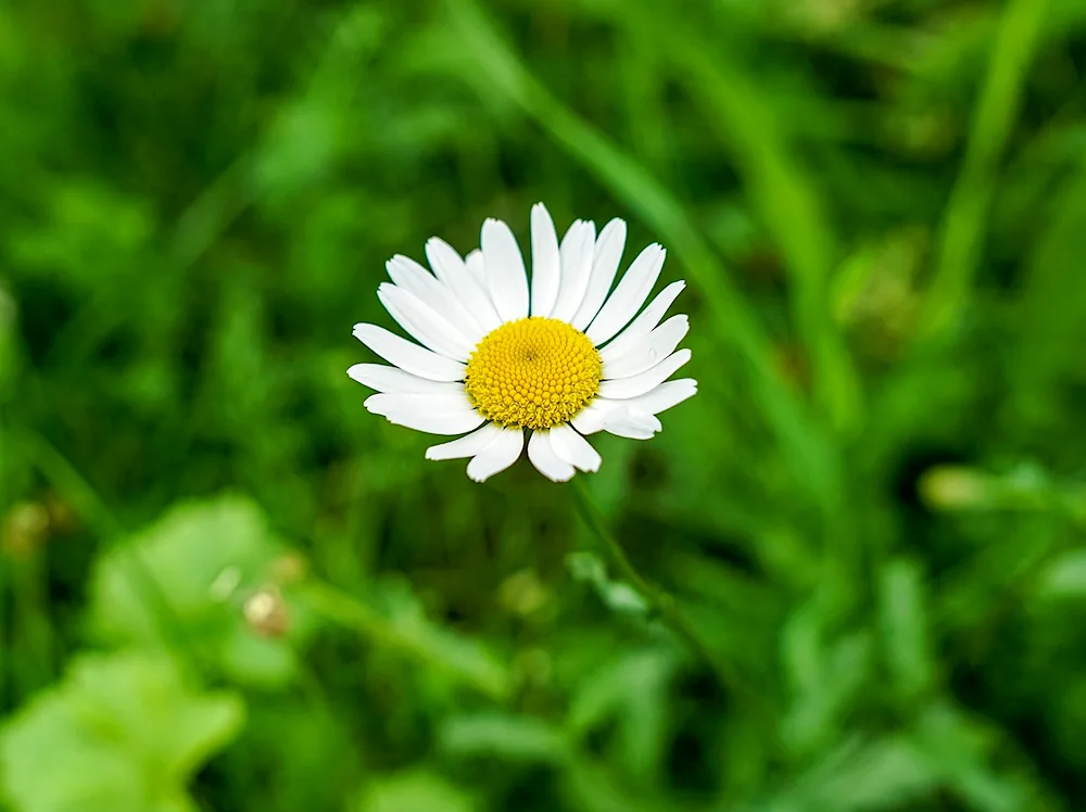 Daisy Flower