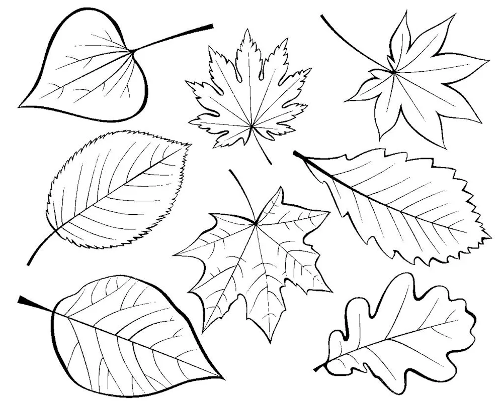 Leaf stencil for cutting out