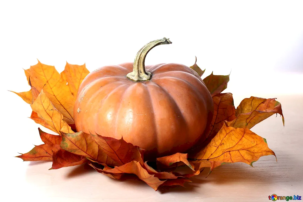 Pumpkin