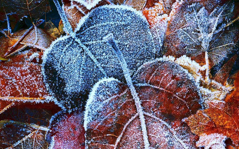 Leaves in frost