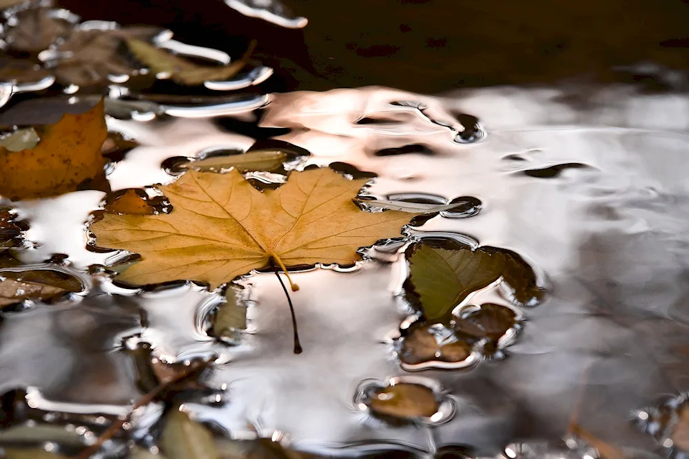 Rainful autumn